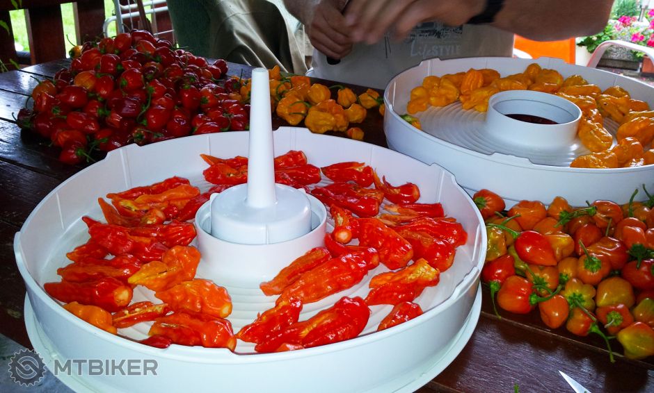 Zber chilli 09-2013 - sušenie.jpg