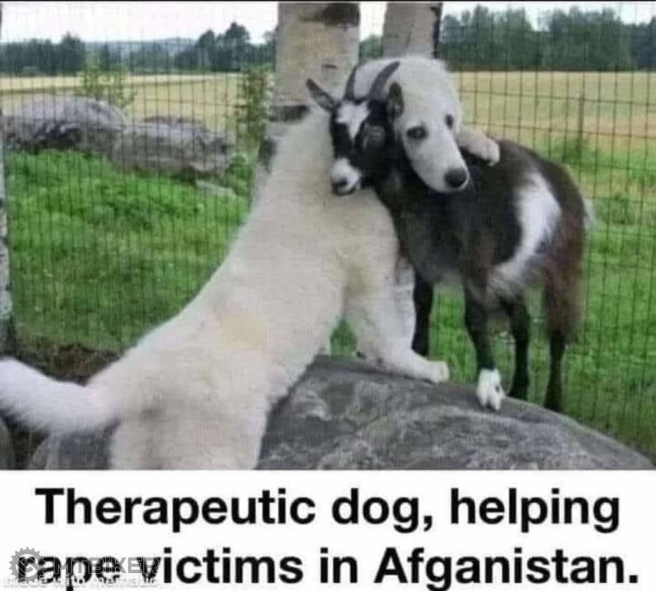 Compassionate_Canine.jpg