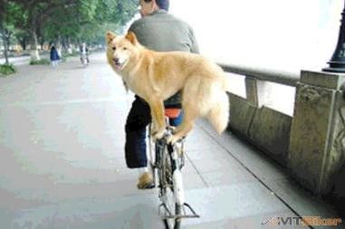 china-dog-on-a-bike.jpg