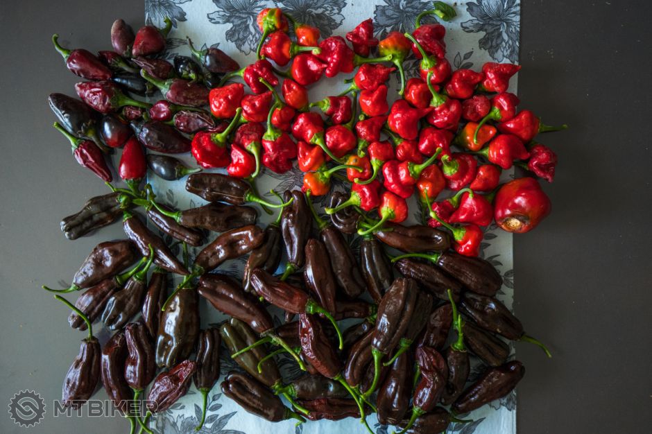 Chilli zber 9.10.2017.jpg