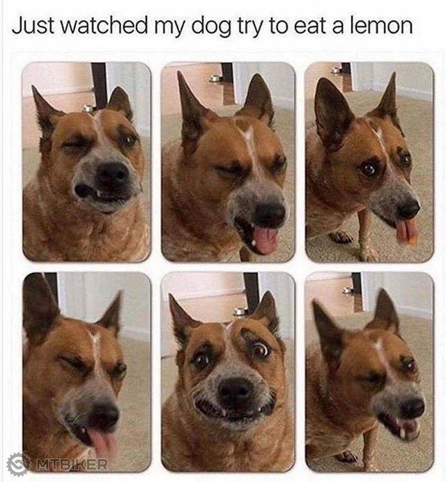 dog_lemon.jpg