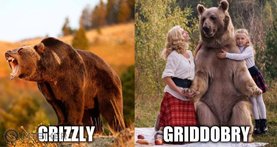 grizzly.jpeg
