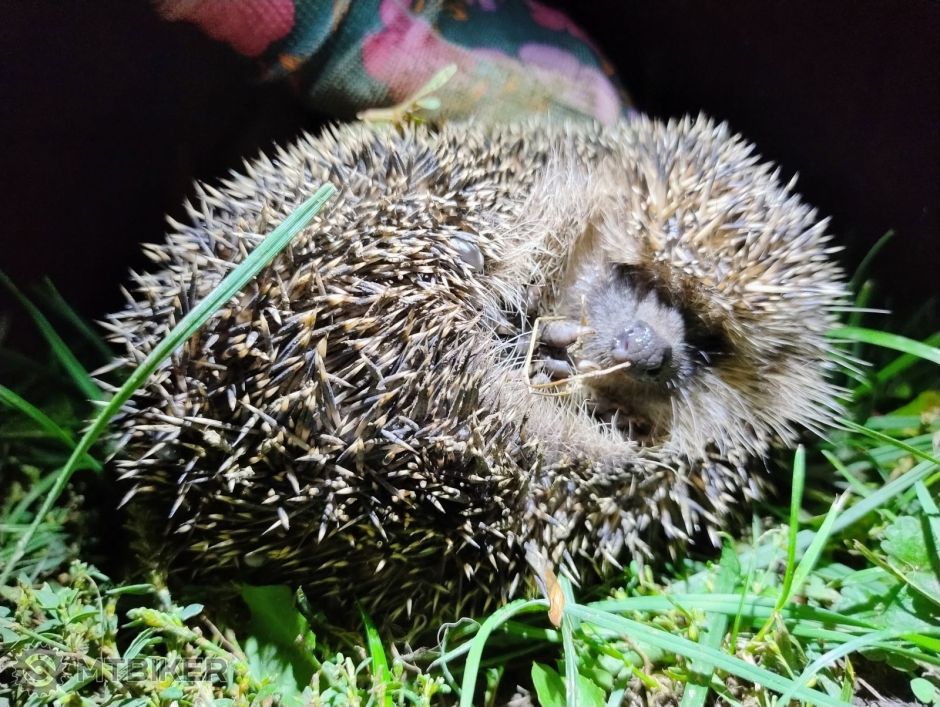 ježko malatinský ❤️.jpg