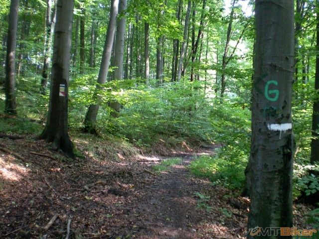 20.jednu malu srnku som videl.jpg