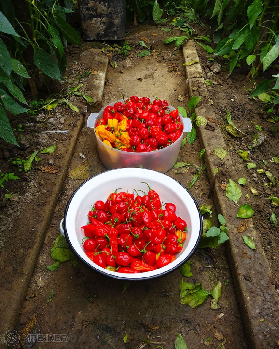 Zber chilli 09-2013 (2).jpg