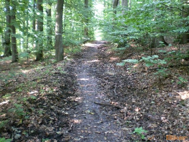 21.pavucin nenormalne vela...vsetky som pozberal..olepilo ma kvalitne celeho..pavuky a husenice k tomu.jpg