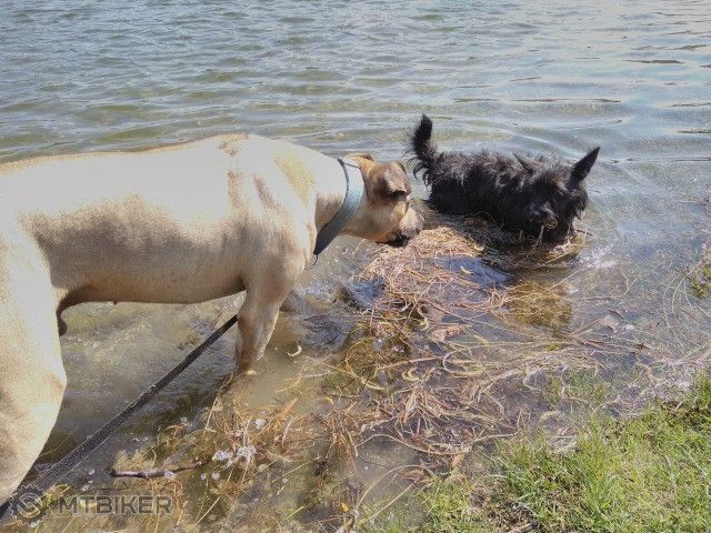 Samson sa uci vode s Tery.jpg