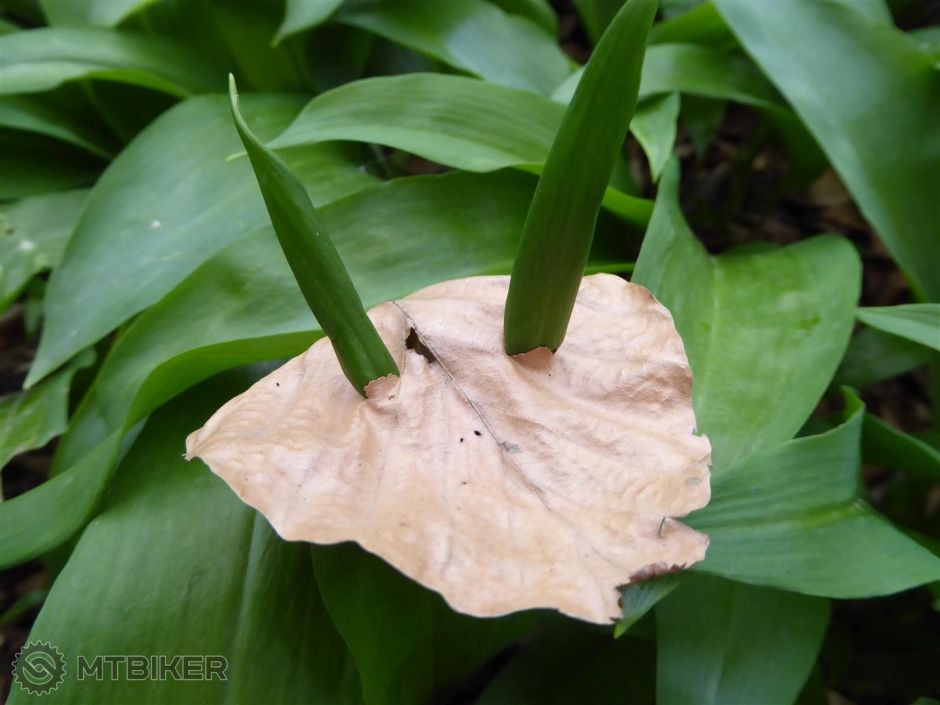 P1020109 (Large).JPG