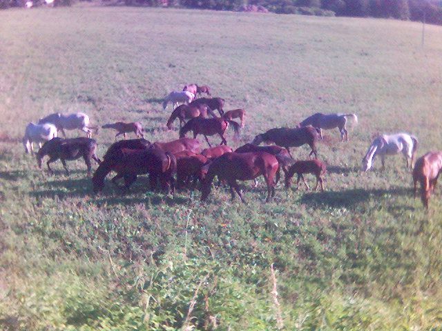 koniky na penhybli.jpg