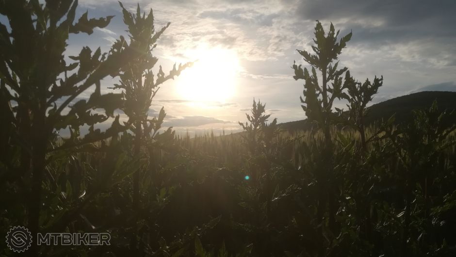 bodliaky v slnku.jpg