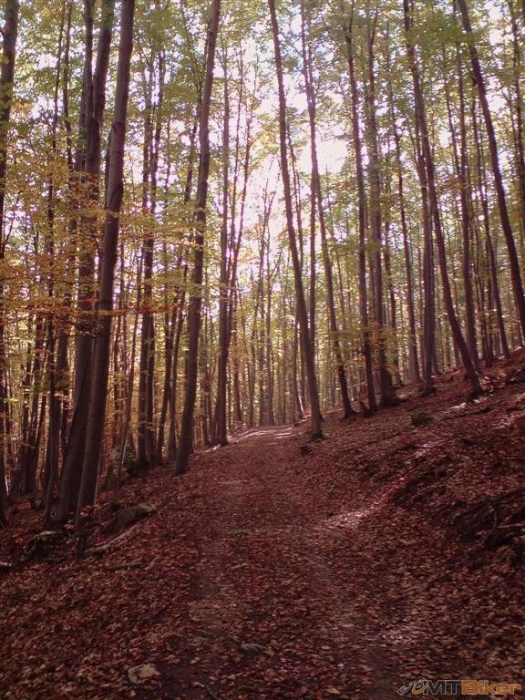 P211012_12.49 (Large).JPG