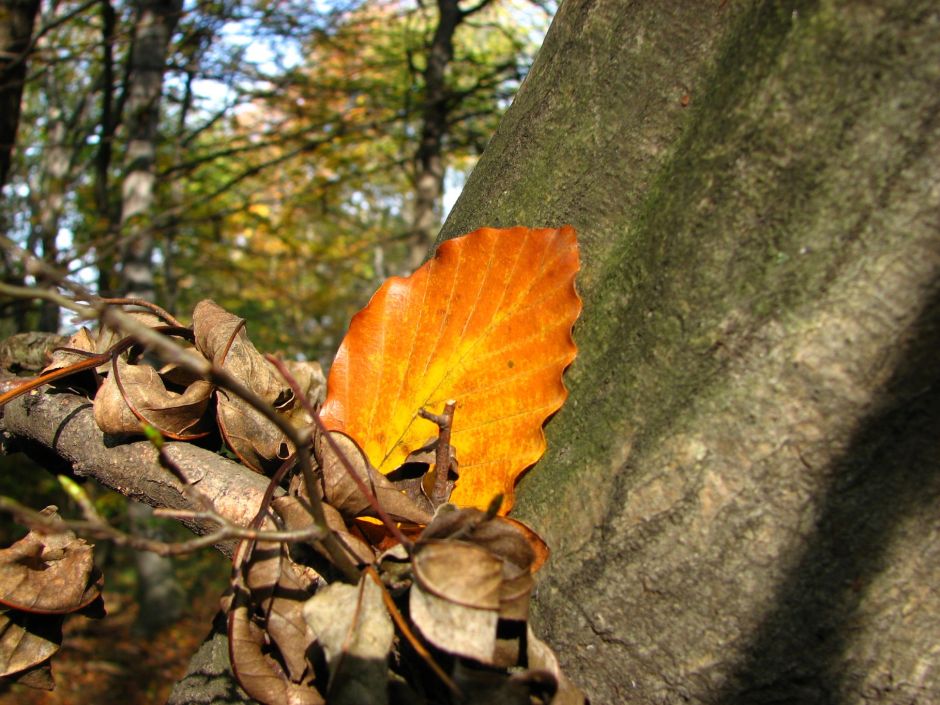 035_jesenny detail_Devinska kobyla.JPG