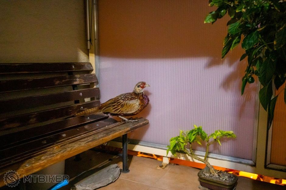 Bažantica na balkóne 17.9.2020 (2).jpg