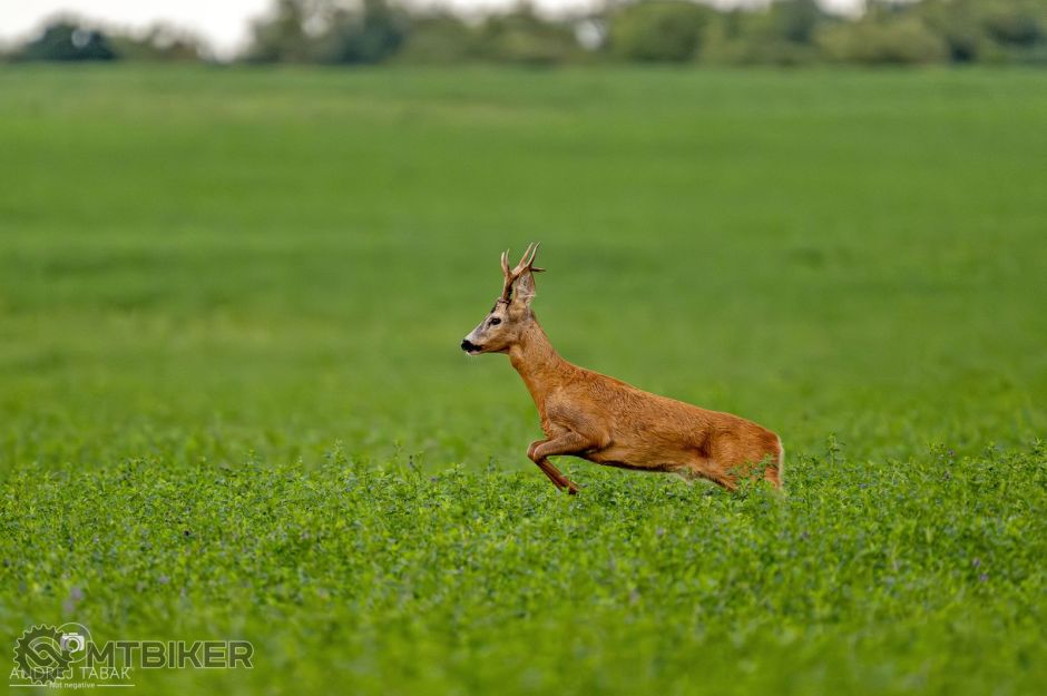 NIK_6114-Enhanced-NR copy.jpg