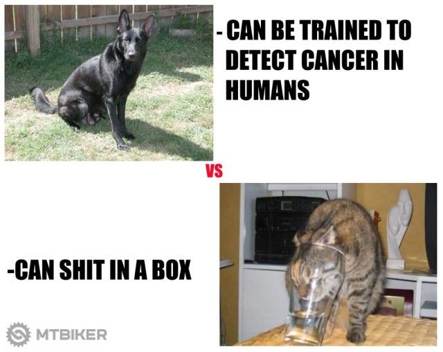 cats-versus-dogs.jpg