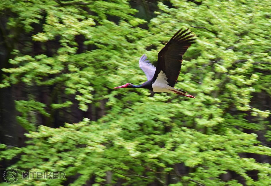 Bocian čierny.jpg