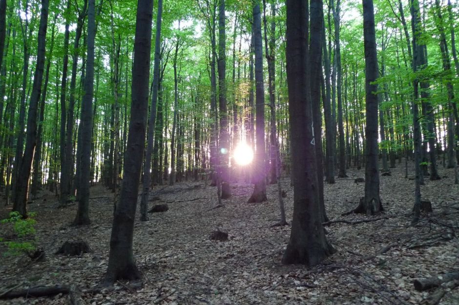 Copy of P1010034.JPG