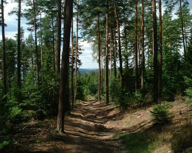 012_velmi pekna cesta lesom smer Jilove_Knezi hora.JPG