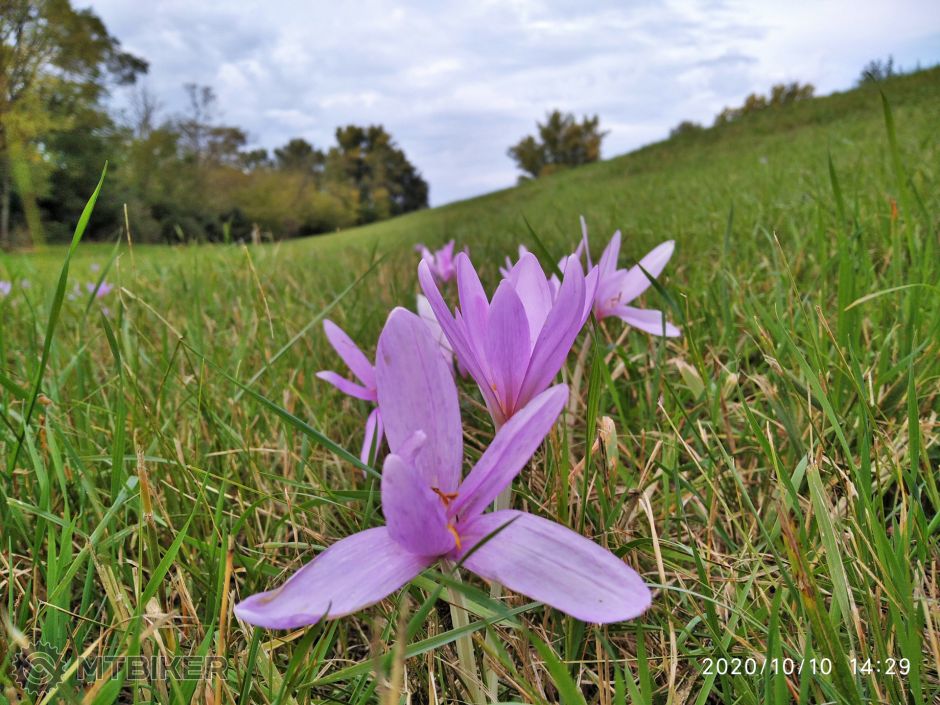 IMG_20201010_142943_1 (3).jpg