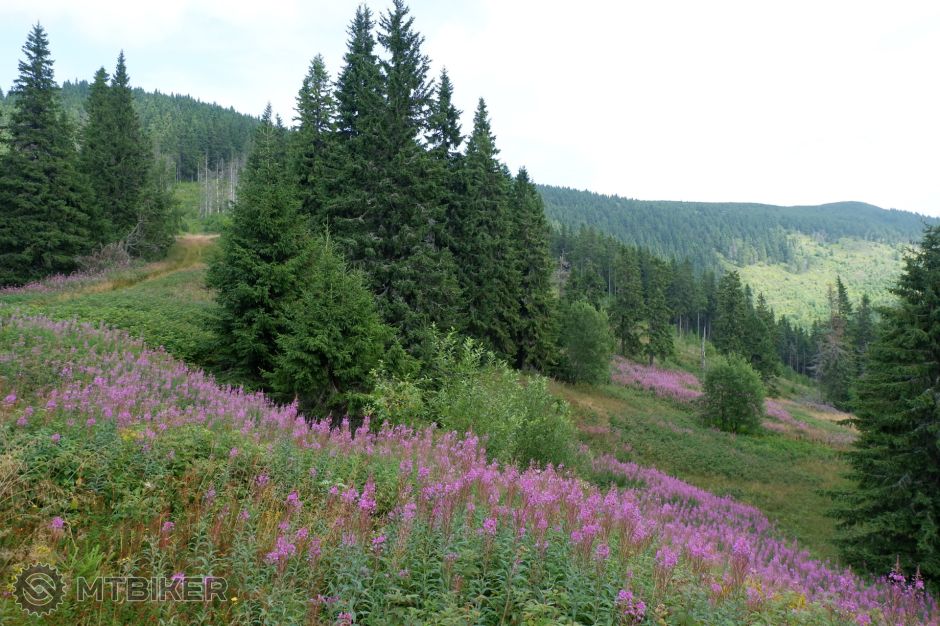 20190810_12-27-35_1-160 sec at f - 5,6_ISO 200_24 394.jpg