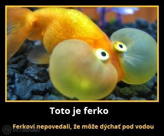 ferko.jpg