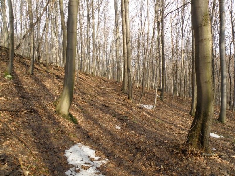 Najviac je napadaneho drobneho dreva.jpg