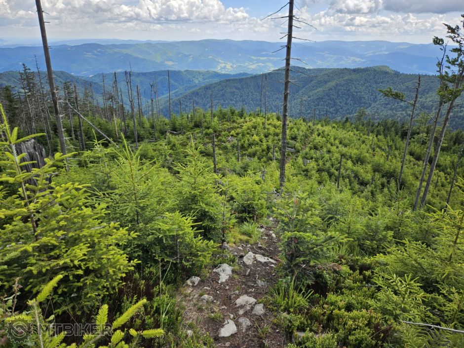 Enduro trail Rogasiowy, Polsky Beskid Sadecki.jpg