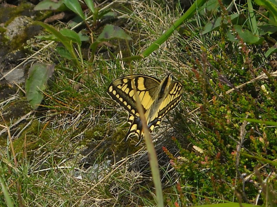 vydlochvost kojšovský.jpg