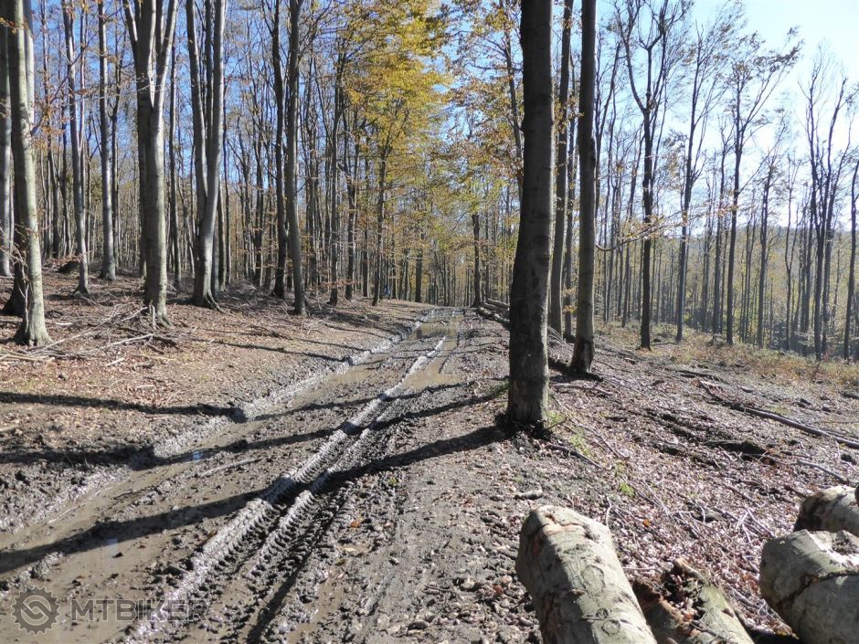 P1000744 (Large).JPG