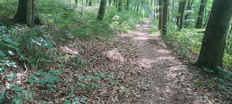 paradzina lesikom.jpg