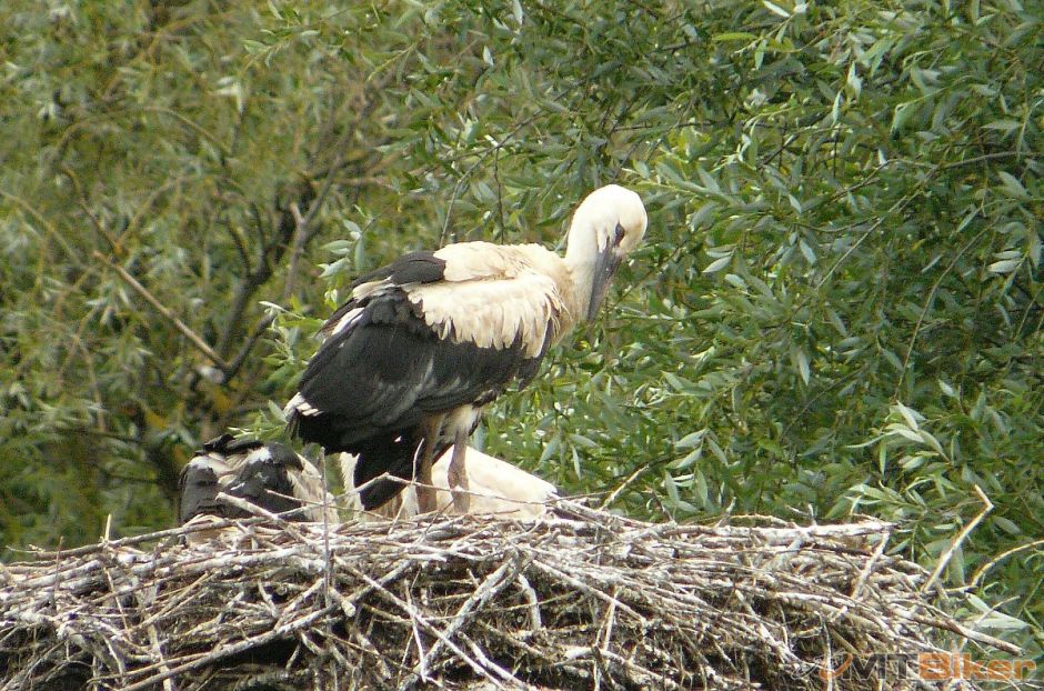 bocian-hniezdo1.jpg
