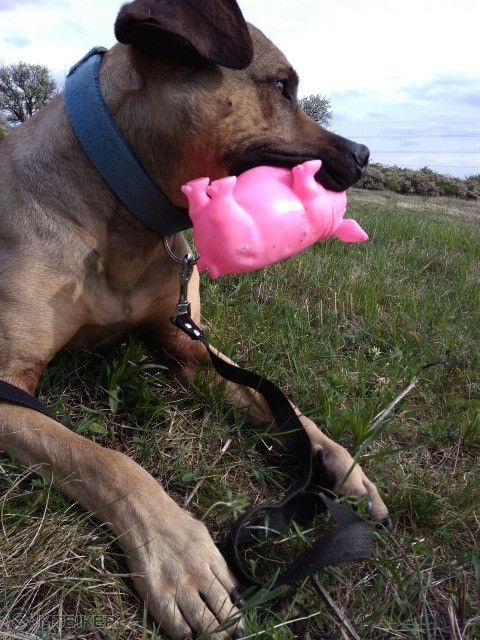 Samson objavuje rudzove prase.jpg