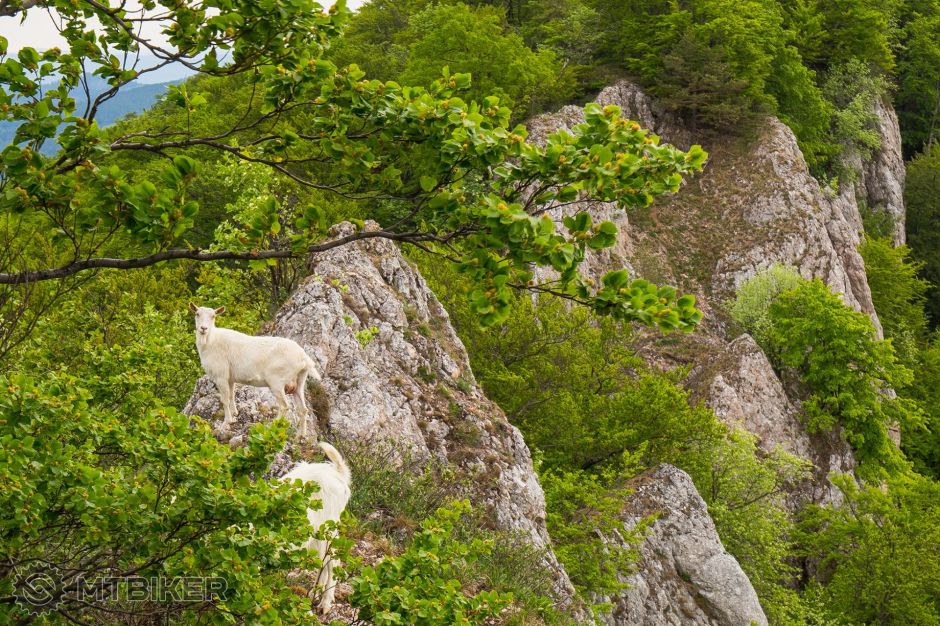 Biele Karpaty (65).jpg