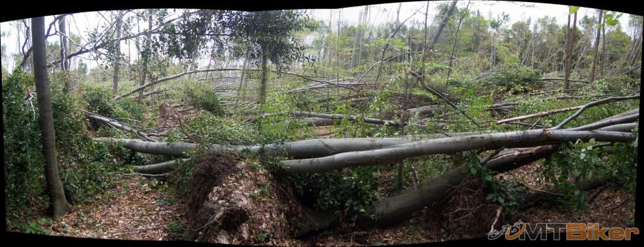 zlta Zoska - Cerveny kamen.jpg