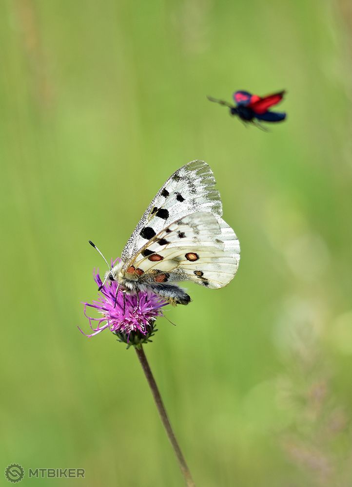 Andrej Tabak_Parnassius apollo_02.jpg