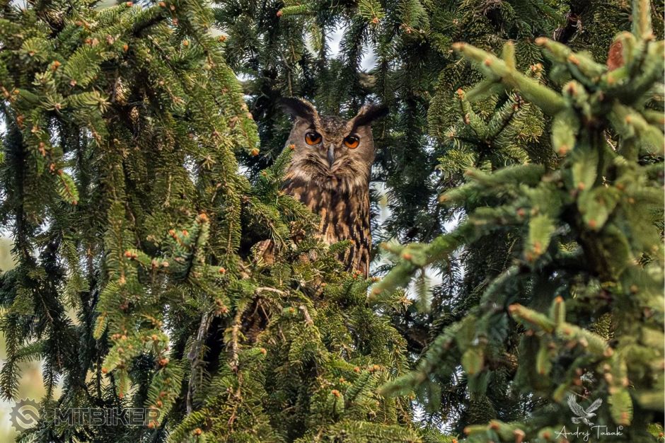 NIK_3839 copy 01.jpg