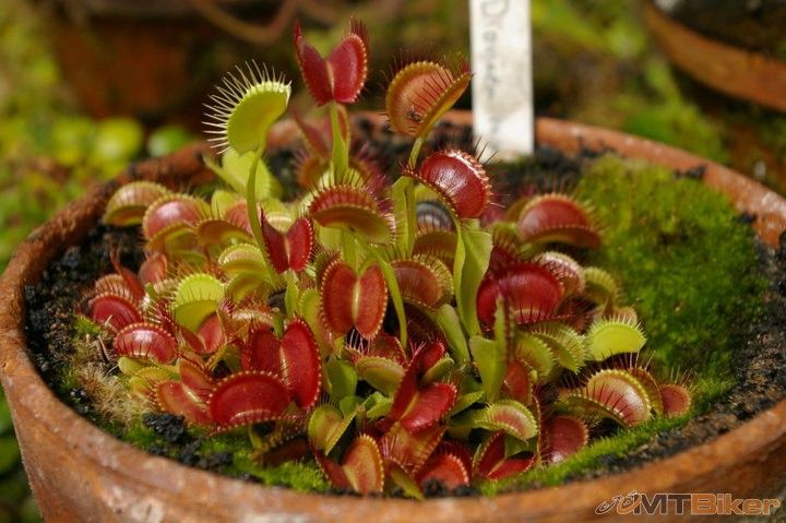 Droseraceae_1Dionaea_muscipula.jpg