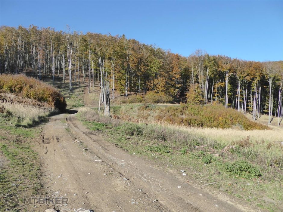 P1000750 (Large).JPG