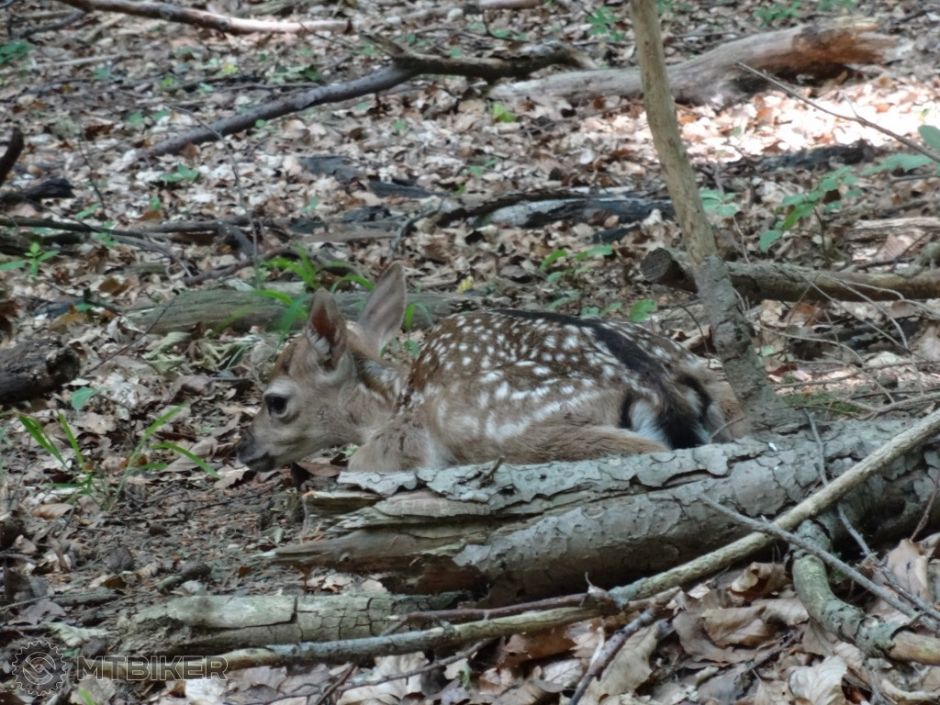 DSC01158 (1024x768).jpg