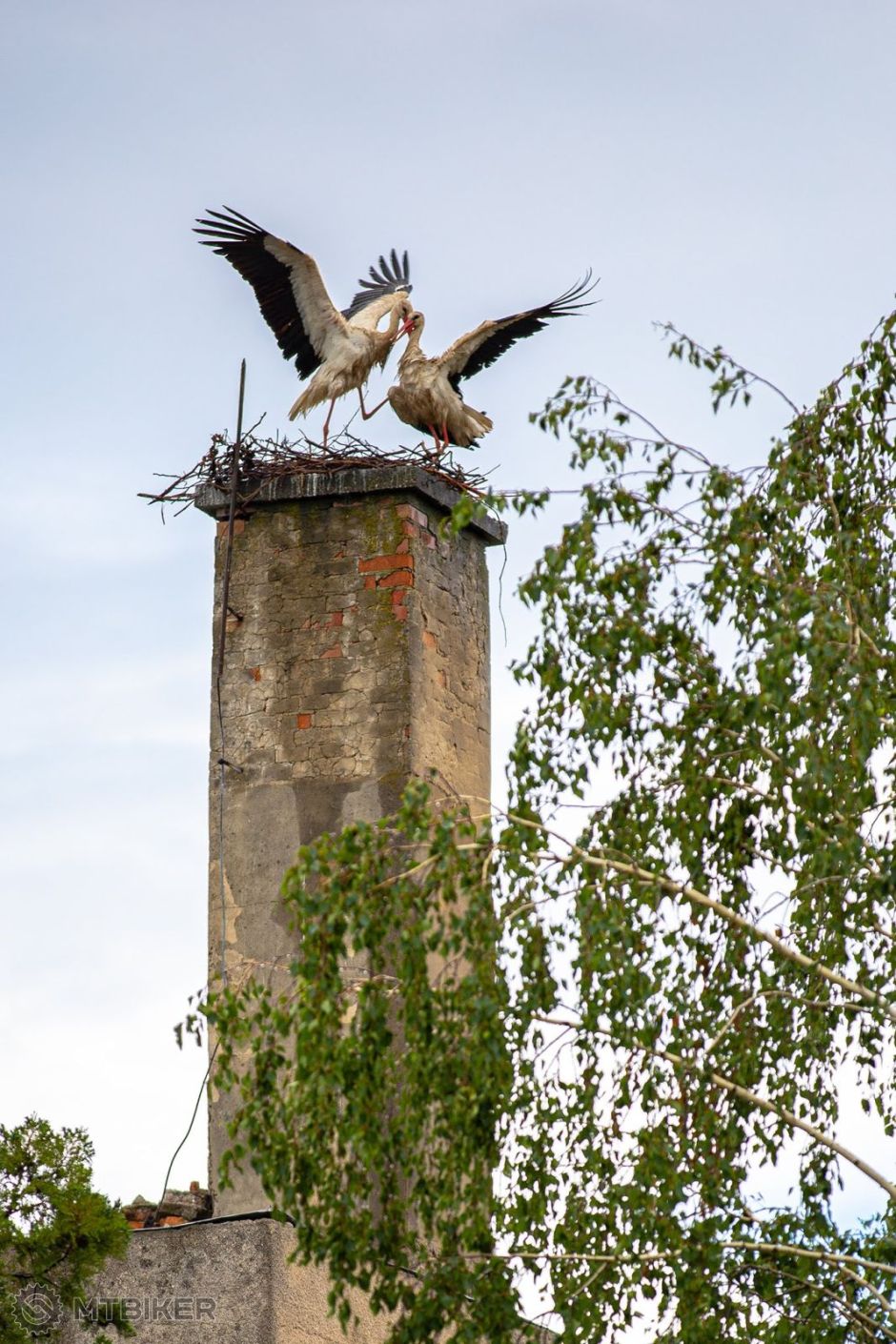 Sovy bociany Blatné 05-2019 (6).jpg