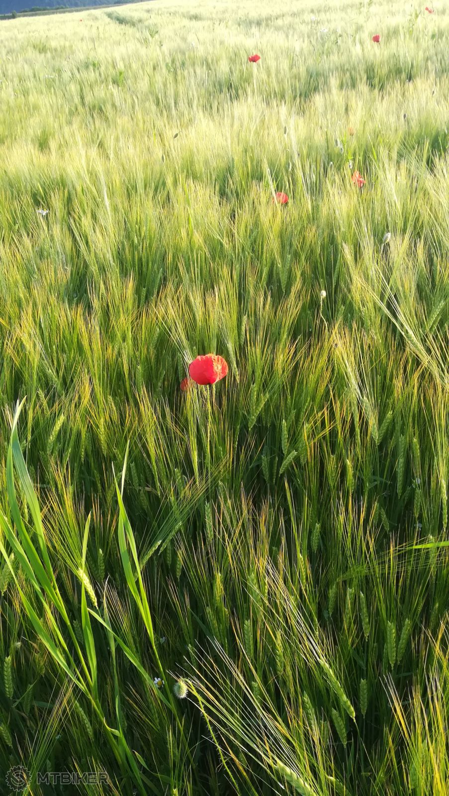 osamotene cervene maky.jpg