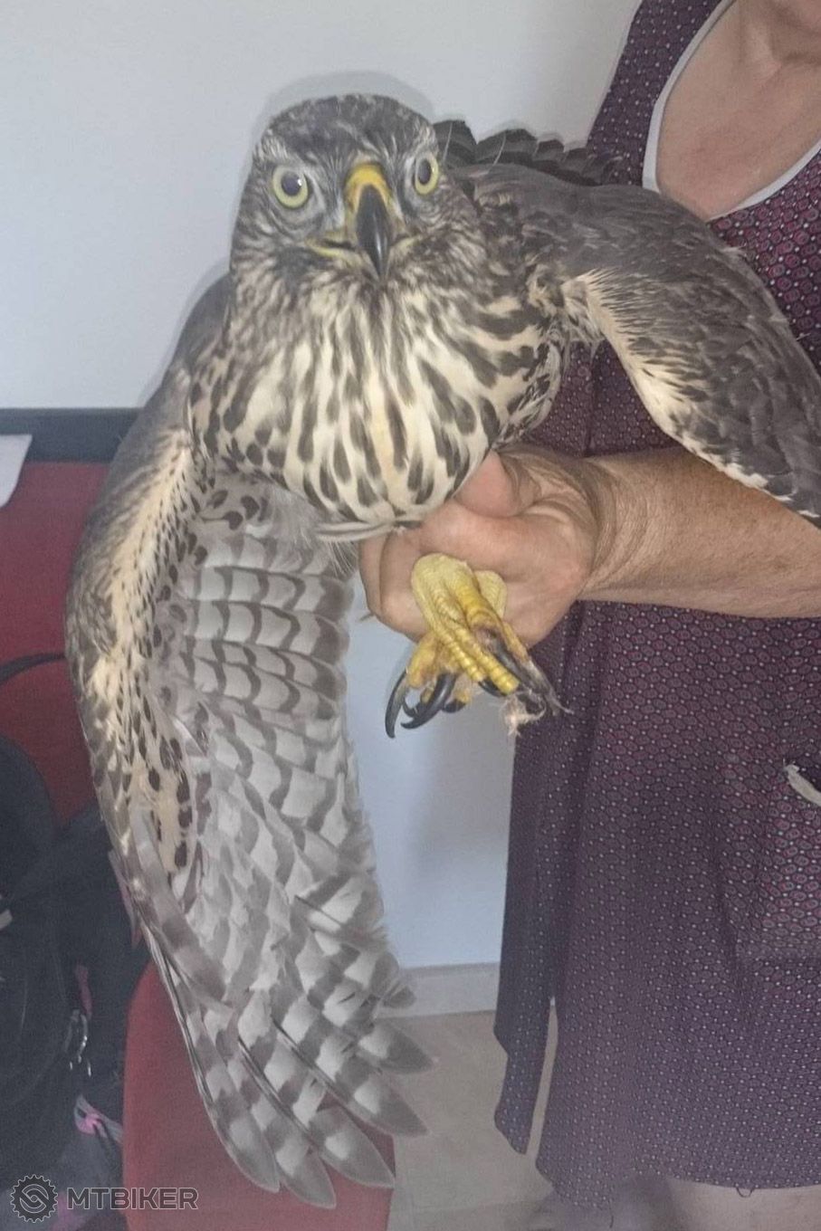 Babka-s-jastrabom-lesným-23.7.jpg