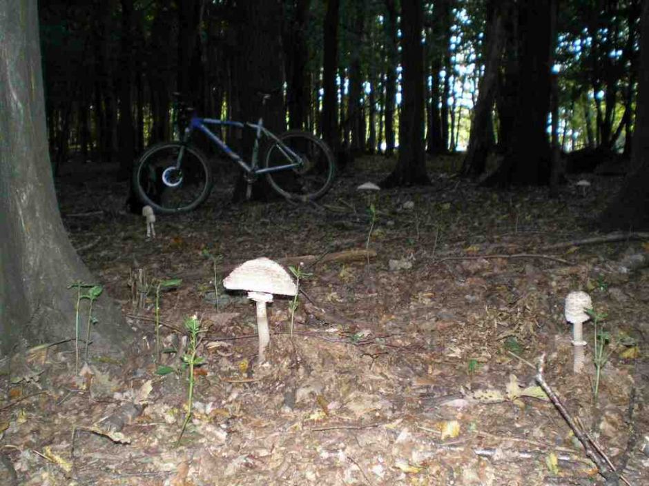 Vcerajsie hubarcenie.jpg