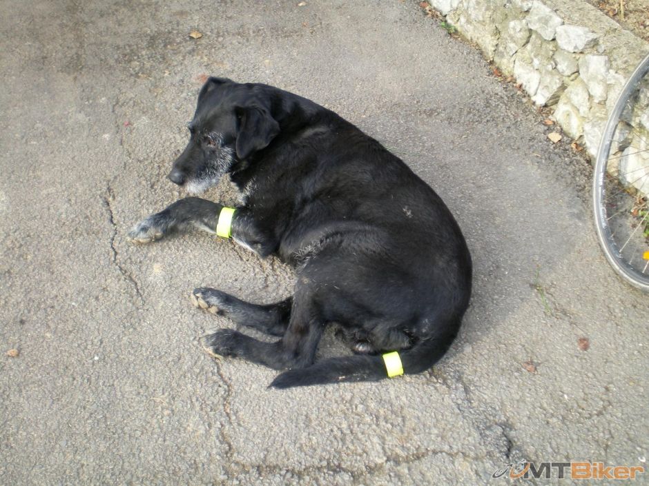 moj chvostik stena male..uz caka na prechadzku..sprcha prezliect a ide sa do lesa.JPG