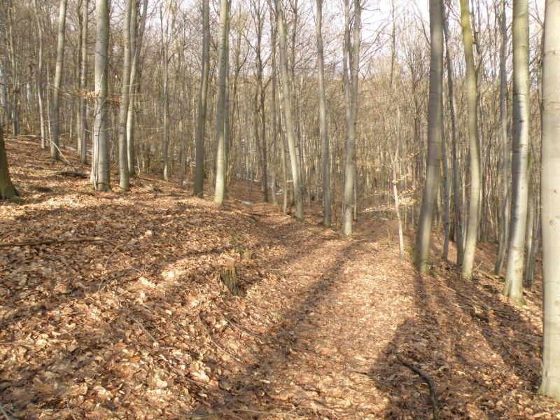 Celkom sa rysuje v terene.jpg